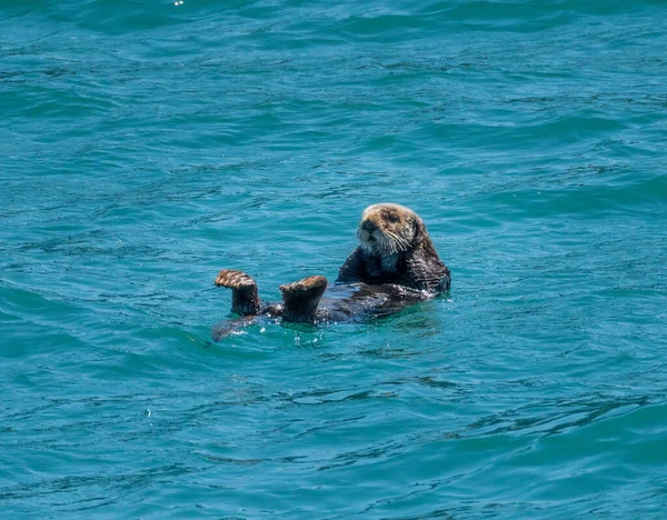 Nutria Marina Cubierta Piel Flotando Agua Helada Bahía Resurrección Cerca — Foto de Stock