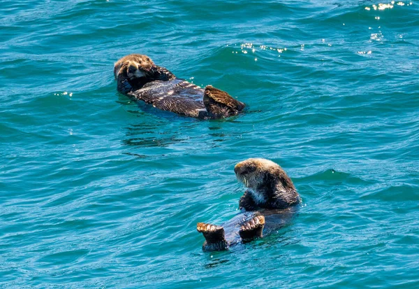 Pälstäckta Havsutter Som Flyter Det Iskalla Vattnet Uppståndelsebukten Nära Seward — Stockfoto