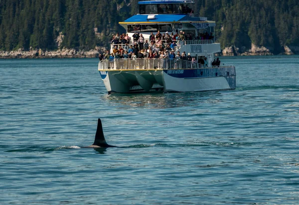 Seward Alaska Juni 2022 Vinvis Van Orka Met Een Cruiseboot — Stockfoto