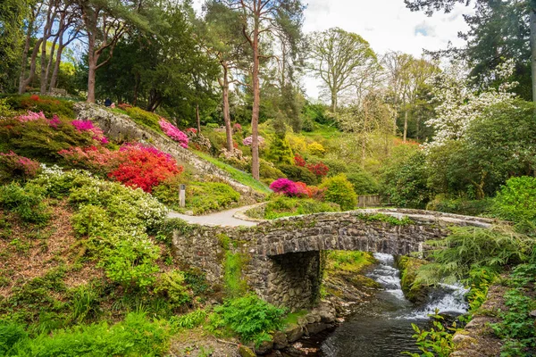 Hermosos Colores Las Azeleas Rododendros Flores Arbustos Largo Del Valle —  Fotos de Stock