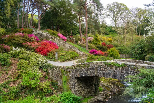 Cores Lindas Das Azeleas Flores Rododendros Arbustos Longo Vale Córrego — Fotografia de Stock