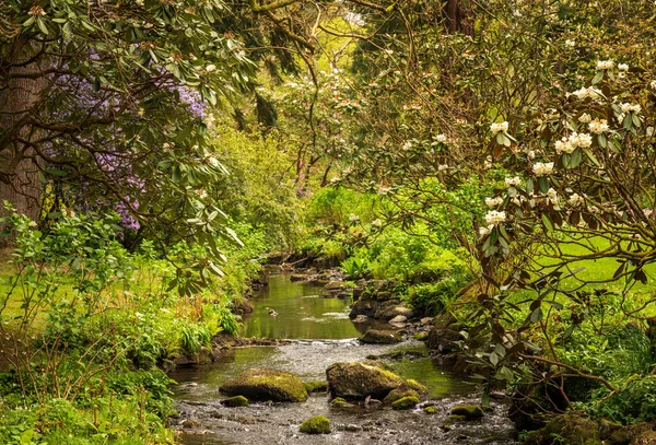 Prachtige Kleuren Van Azelea Rododendron Bloemen Struiken Langs Beek Vallei — Stockfoto