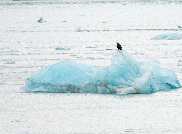 Eagle Sitting Iceberg Calved Hubbard Glacier Floats Out Sea — Stock Photo, Image