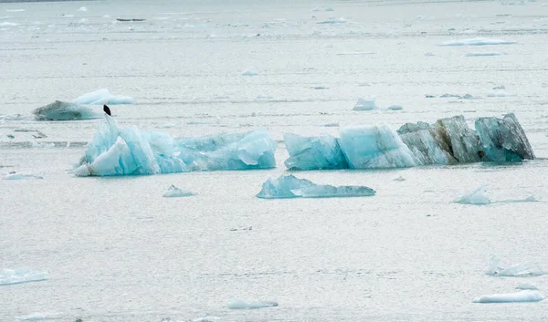 Eagle Sitting Iceberg Calved Hubbard Glacier Floats Out Sea — Stock Photo, Image