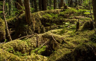 Moss and plants cover the ground in temperate rain forest at Icy Strait Point in Alaska