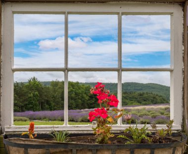 View through an old farmhouse cottage window at lavender plants in blossom cultivated in a small farm in Maryland