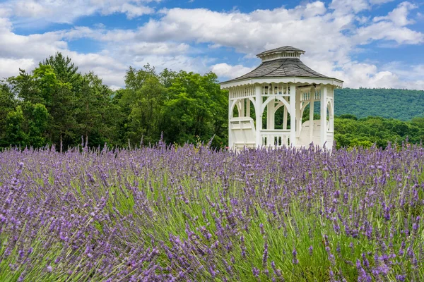 Rośliny Lawendy Kwiatach Uprawiane Małej Farmie Maryland Białą Altanką Oferującą — Zdjęcie stockowe