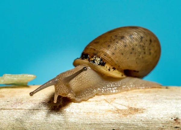 Studio shot of a pet garden snail and shell climbing up a wooden branch and set against blue background