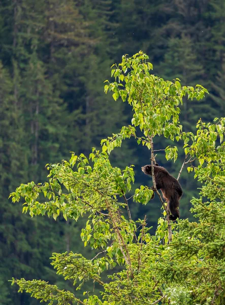 Brown Perhaps Black Bear Cub Climbing High Tree Search New — Stockfoto