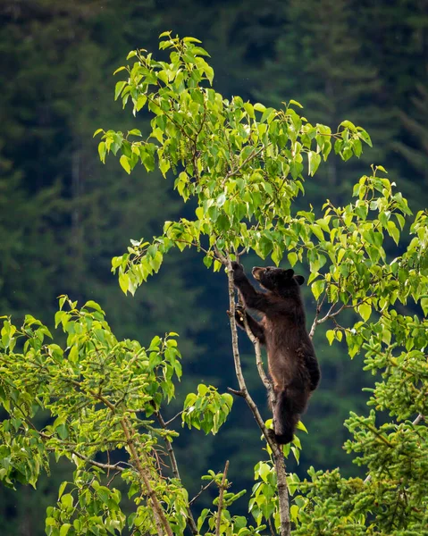 Brown Perhaps Black Bear Cub Climbing High Tree Search New — Stock Photo, Image