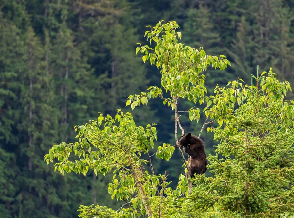 Brown Perhaps Black Bear Cub Climbing High Tree Search New — Stock Photo, Image