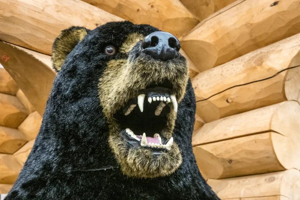 Detail Stuffed Model Black Grizzly Bear Head — Stock Photo, Image