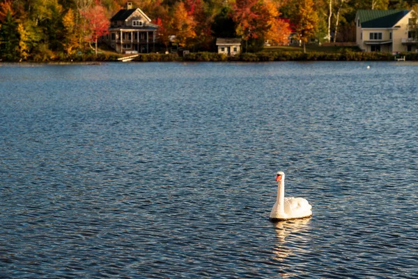 Cisne Artificial Flotando Lago Con Los Colores Vibrantes Caída Detrás —  Fotos de Stock