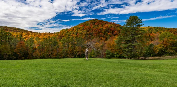 Stary Martwy Pień Drzewa Kontrastuje Kolorami Jesieni Cloudland Road Panoramie — Zdjęcie stockowe