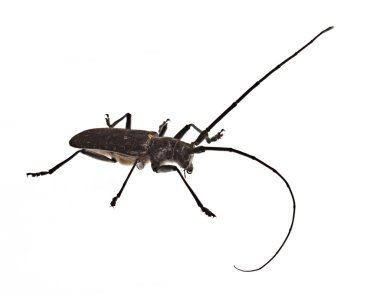 beyaz zemin üzerine siyah böcek