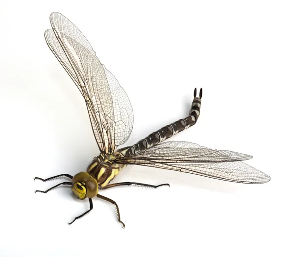 Dragonfly на білому — стокове фото