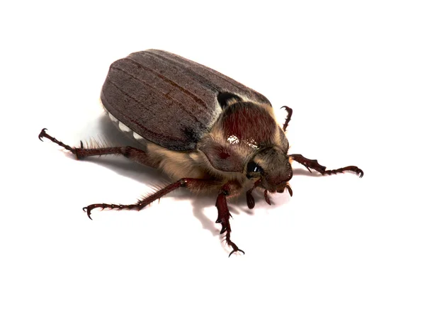 cockchafer beyaz bir arka plan üzerinde