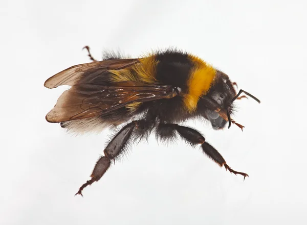 Bumblebee em branco — Fotografia de Stock