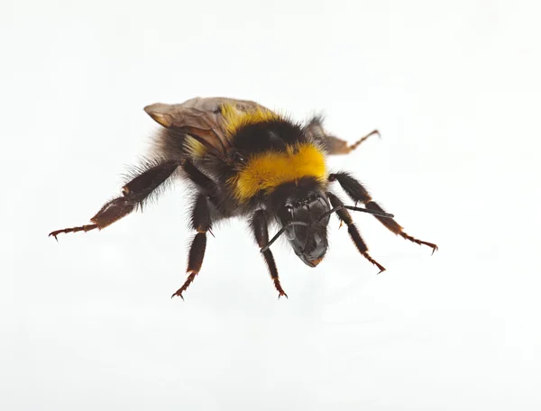 Bumblebee em branco — Fotografia de Stock