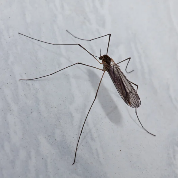 The small insect sits on marble walls — Stock Photo, Image