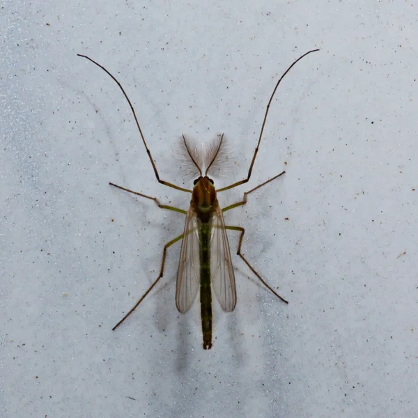 El pequeño insecto se sienta en las paredes de mármol — Foto de Stock