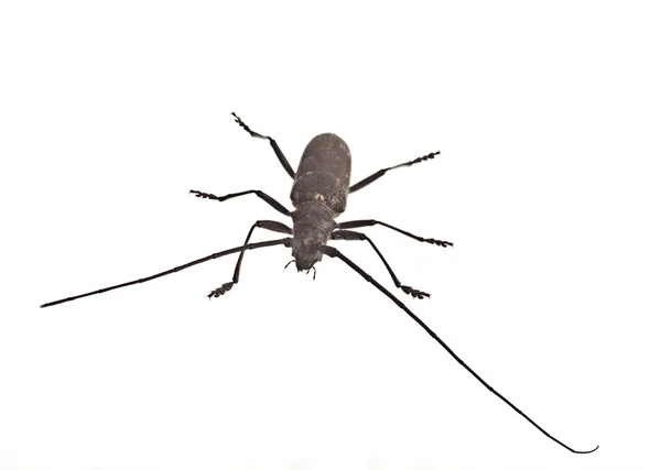 Black bug on a white background — Stock Photo, Image