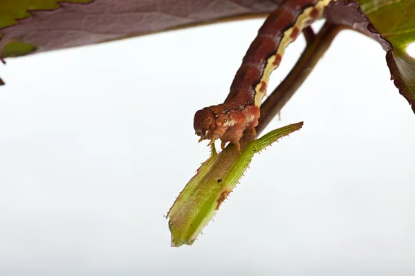La oruga grande sobre la hoja verde —  Fotos de Stock