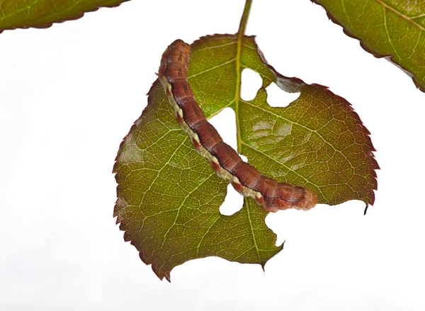 Big caterpillar on a green leaf — Stock Photo, Image