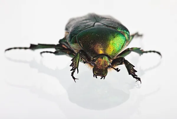 Cetonia aurata em um espelho — Fotografia de Stock