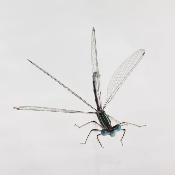 Dragonfly на білому — стокове фото