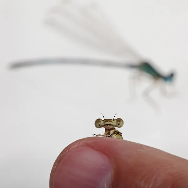 Dragonfly op vinger — Stockfoto