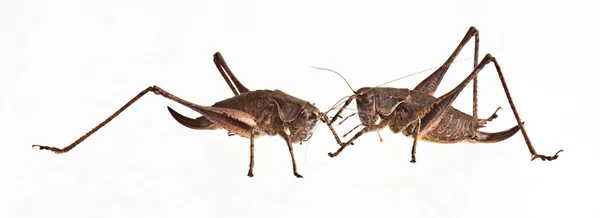 Dos langostas — Foto de Stock