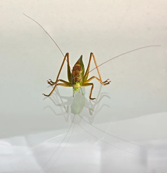 Grasshopper — Stock Photo, Image