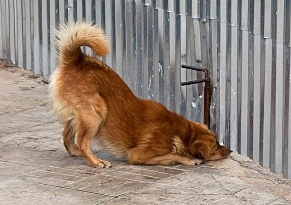 köpek çit altında örnek alıyor