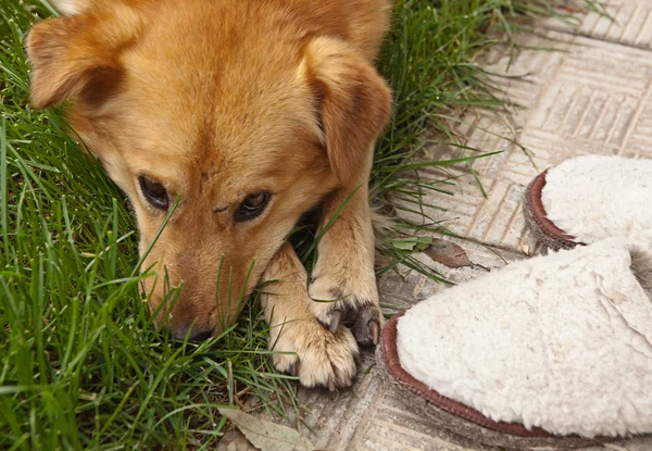 Hund traurig über Hausschuhe — Stockfoto