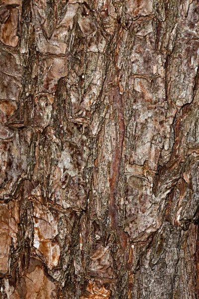 Corteza de árbol Fotos de stock libres de derechos