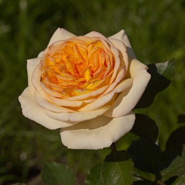 Sarı gül çiçeği.