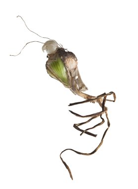 soğan bu kartal saplı