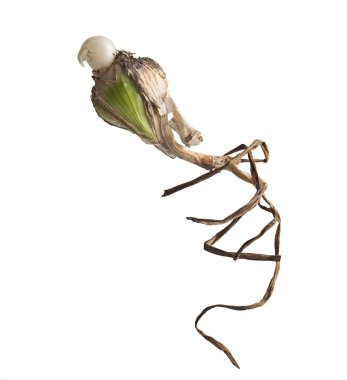 soğan bu kartal saplı