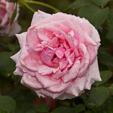 kırmızı gül çiçek