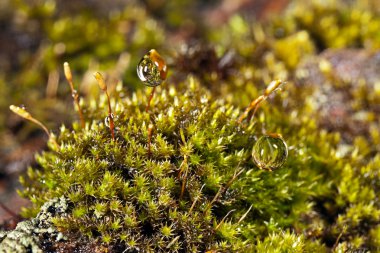 yosun üstünde su damlaları