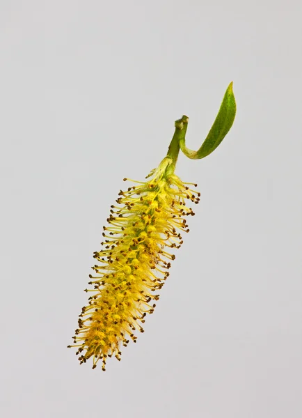 Sauce de flores sobre blanco (S jalá lix ) —  Fotos de Stock