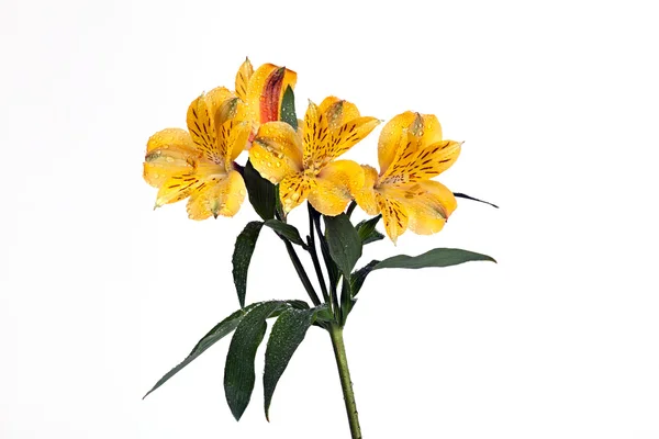 Flor em uma Alstroemeria branca — Fotografia de Stock