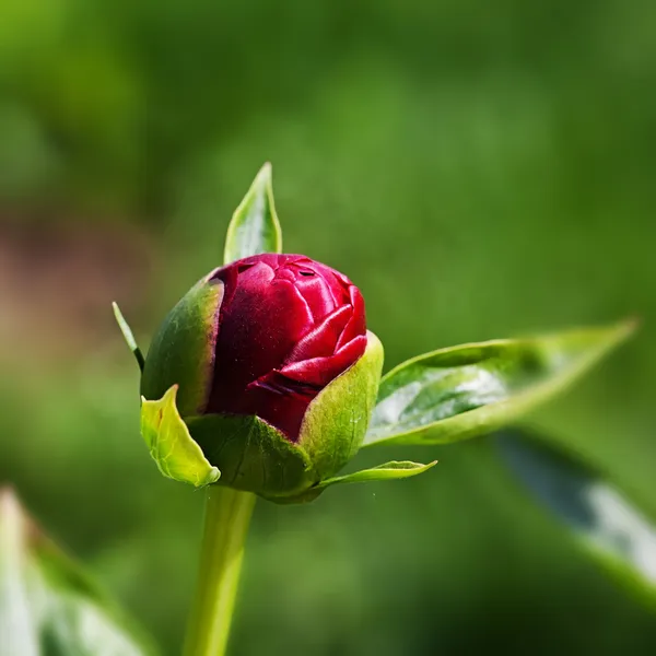 Red peony flower — Stock Photo, Image