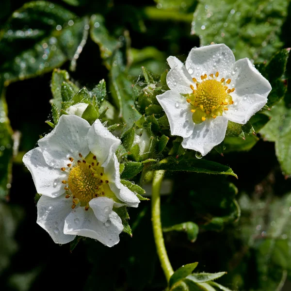 White flower Frag�ria — Stock Photo, Image