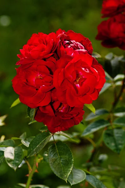 Rosa roja flor —  Fotos de Stock