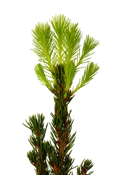 Dekoratif çam ağacı