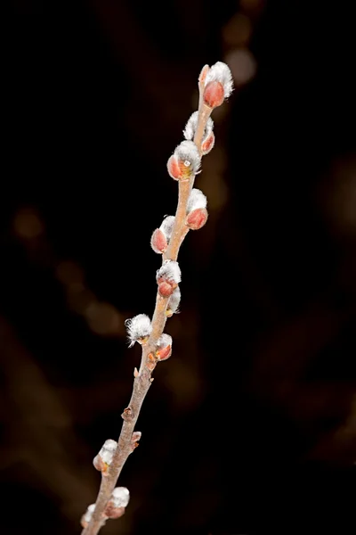 Flores salgueiro primavera (Salix ) — Fotografia de Stock