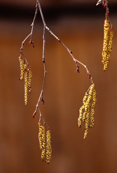 Våren hanblommor på en alder träd — Stockfoto