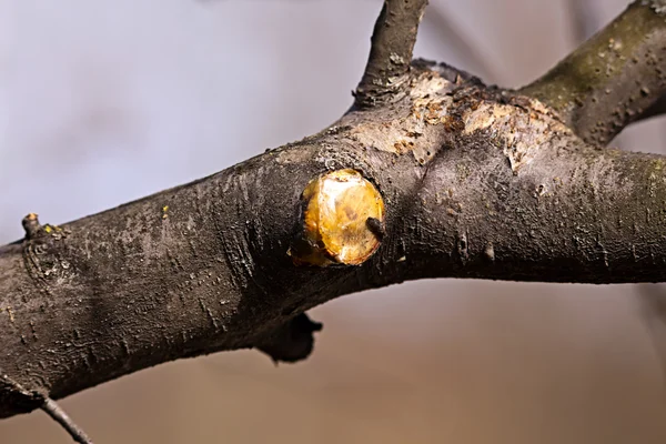 Drop the cunt tree cultivated garden tar — Stock Photo, Image